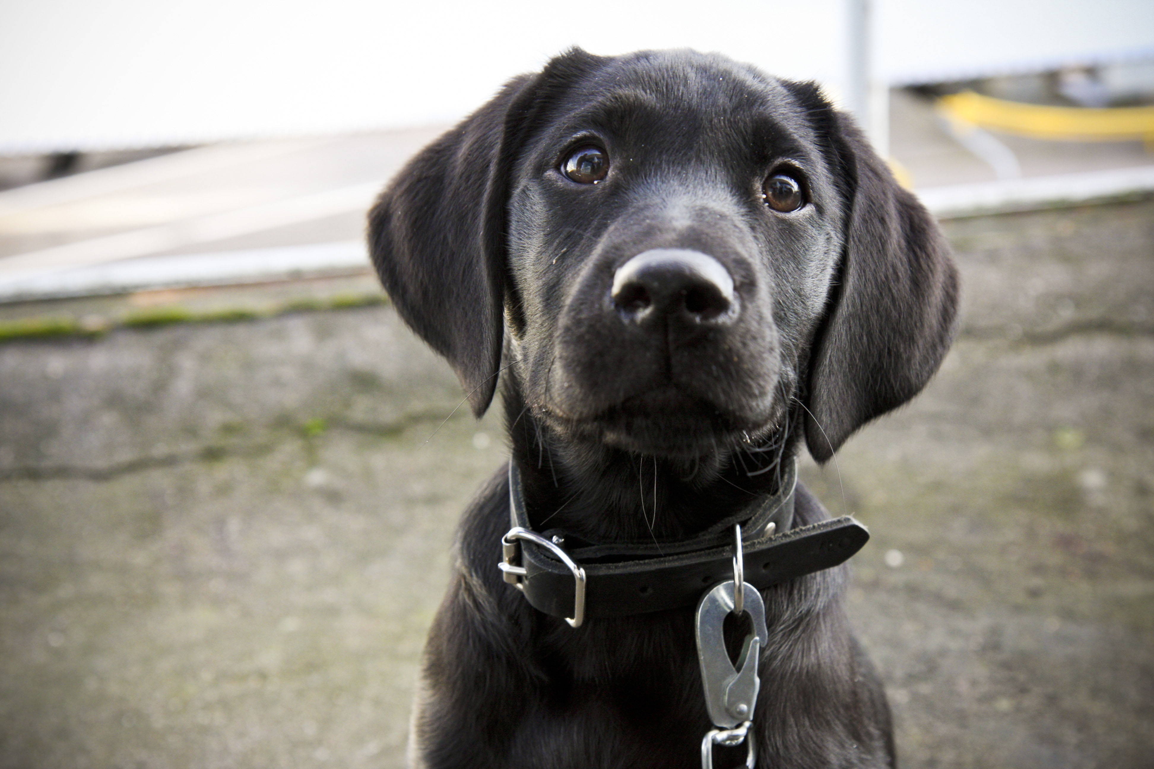 TS_prcom_SiljaDog_003